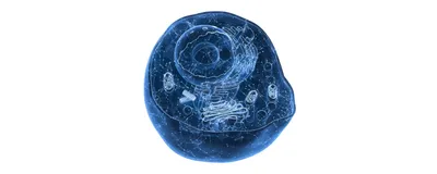 3D rendering of internal structure of an animal cell.