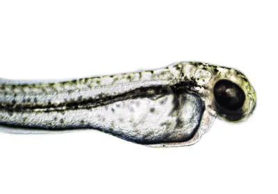 Image of transparent zebrafish larva on white background.