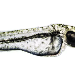Image of transparent zebrafish larva on white background.
