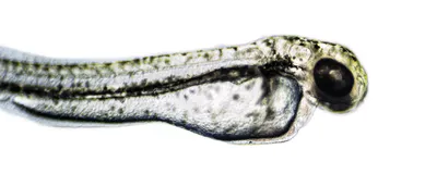 Image of transparent zebrafish larva on white background.
