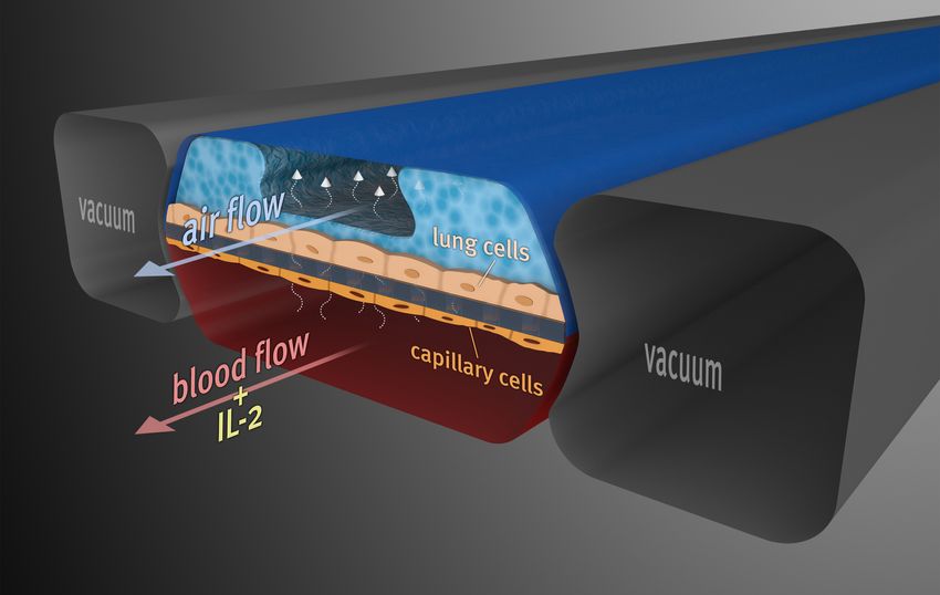 Illustration of a lung-on-a-chip model. Illustration of a lung-on-a-chip model.