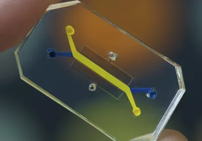 Photo shows a microfluidic chip used in organ-on-a-chip experiments.