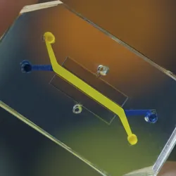 Photo shows a microfluidic chip used in organ-on-a-chip experiments.