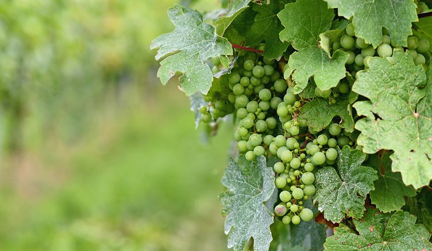 Small green wine grapes in a vineyard with mildew on the leaves Small green wine grapes in a vineyard with mildew on the leaves