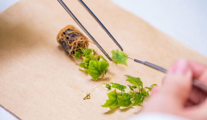 A researcher collecting a sample from a grape vine A researcher collecting a sample from a grape vine