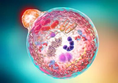 An illustration of an autophagy, a degradative process involved in regulation of inflammation.