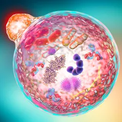 An illustration of an autophagy, a degradative process involved in regulation of inflammation.
