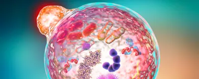 An illustration of an autophagy, a degradative process involved in regulation of inflammation.
