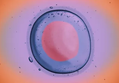 An illustration of a human egg cell.