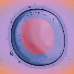 An illustration of a human egg cell.