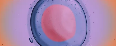 An illustration of a human egg cell.