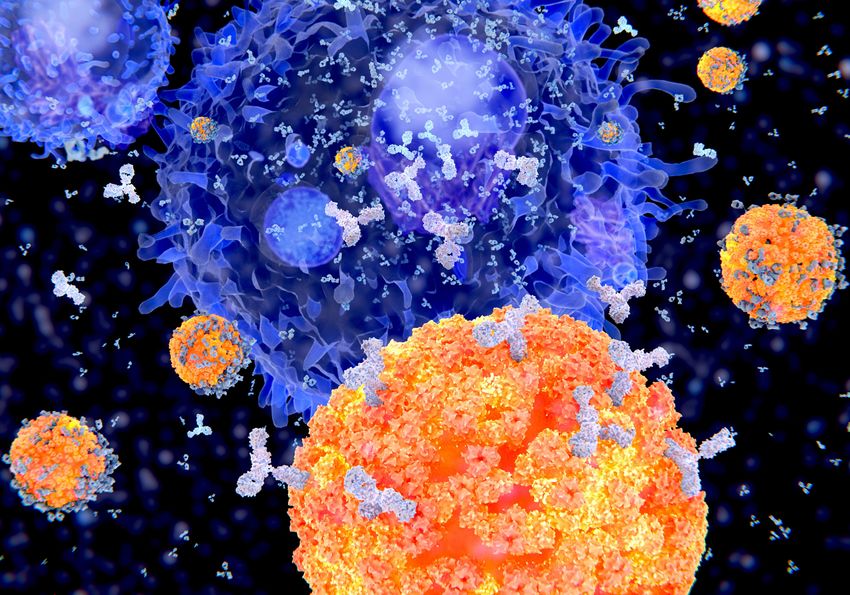 Several plasma cells (blue) producing antibodies, which attach themselves to invading bacteria (orange). Several plasma cells (blue) producing antibodies, which attach themselves to invading bacteria (orange).