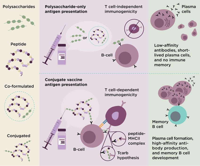 Two-panel diagram comparing immune responses to polysaccharide-only vaccines and co-formulated vaccines versus conjugate vaccines. The upper panel depicts weak B cell activation by a polysaccharide antigen, leading to a T cell-independent response with limited antibody production and B cell apoptosis. The lower panel shows a B cell binding a polysaccharide–protein conjugate and presenting a peptide (or glycopeptide as part of the Tcarb hypothesis) to a T cell via MHC class II (MHC II) receptors. This interaction drives T cell-dependent plasma cell formation, high-affinity antibody production, and memory B cell development. Two-panel diagram comparing immune responses to polysaccharide-only vaccines and co-formulated vaccines versus conjugate vaccines. The upper panel depicts weak B cell activation by a polysaccharide antigen, leading to a T cell-independent response with limited antibody production and B cell apoptosis. The lower panel shows a B cell binding a polysaccharide–protein conjugate and presenting a peptide (or glycopeptide as part of the Tcarb hypothesis) to a T cell via MHC class II (MHC II) receptors. This interaction drives T cell-dependent plasma cell formation, high-affinity antibody production, and memory B cell development.