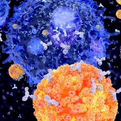 Several plasma cells (blue) producing antibodies, which attach themselves to invading bacteria (orange).