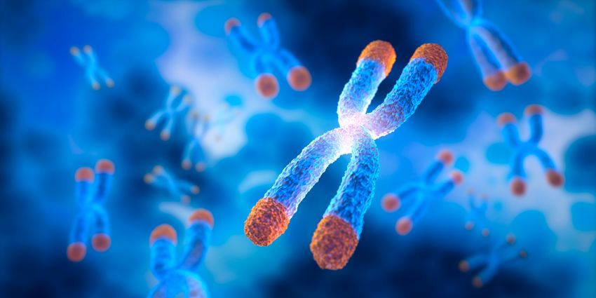 3D rendering of blue chromosomes with orange telomeres on blue background.