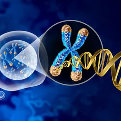 3D rendering of transparent cells with zoomed in, double-stranded DNA molecule unraveling from blue, transparent chromosomes with orange telomeres.