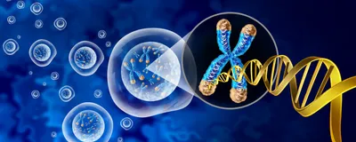 3D rendering of transparent cells with zoomed in, double-stranded DNA molecule unraveling from blue, transparent chromosomes with orange telomeres.