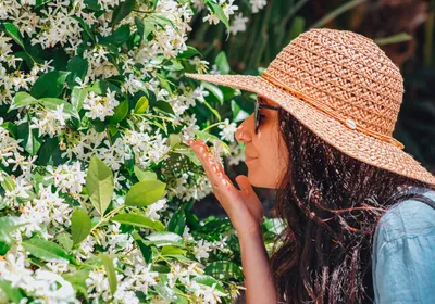 A woman wearing a hat, sunglasses, and blue top smells jasmine flowers.