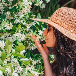 A woman wearing a hat, sunglasses, and blue top smells jasmine flowers.