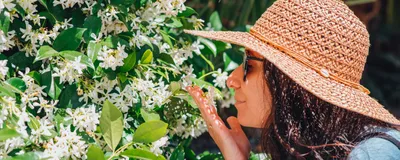 A woman wearing a hat, sunglasses, and blue top smells jasmine flowers.