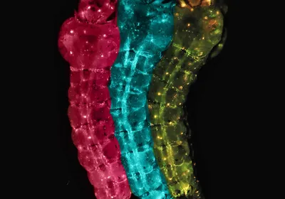 Three mosquito larvae, colored pink, blue, or yellow, against a black background.