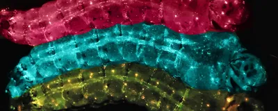 Three mosquito larvae, colored pink, blue, or yellow, against a black background.