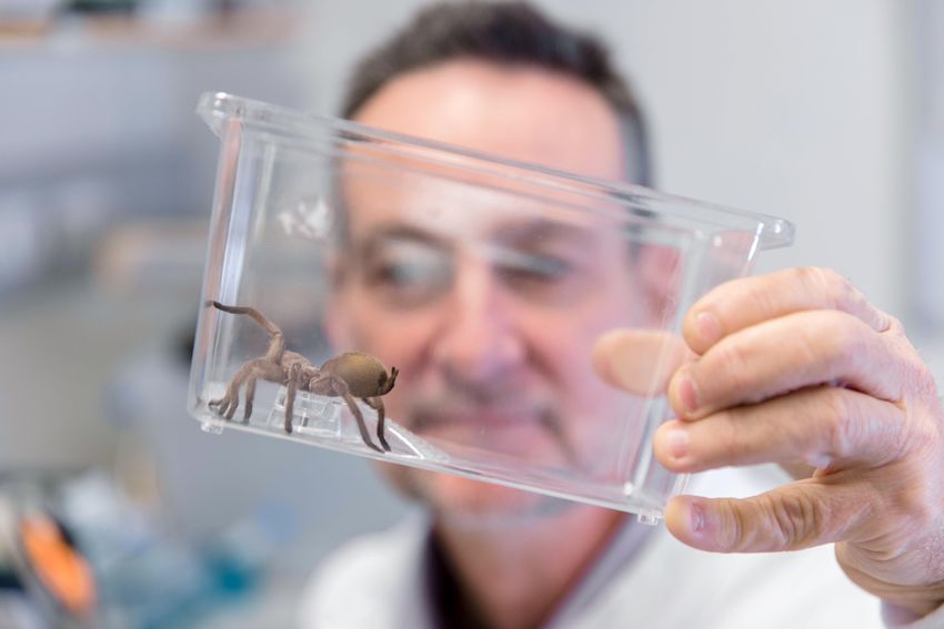 Glenn King is wearing a white lab coat and holds a funnel web spider in a clear container up to the camera. Glenn King is wearing a white lab coat and holds a funnel web spider in a clear container up to the camera.