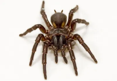 A funnel web spider sits within its web.