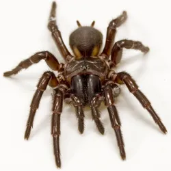 A funnel web spider sits within its web.