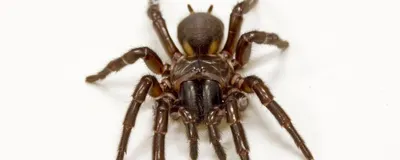 A funnel web spider sits within its web.