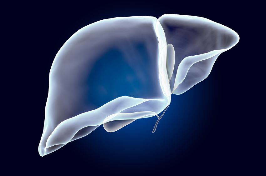 Transparent liver on dark blue background Transparent liver on dark blue background