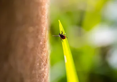 Tick on a leaf, seemingly reaching for a human leg nearby