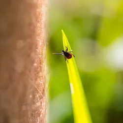 Tick on a leaf, seemingly reaching for a human leg nearby