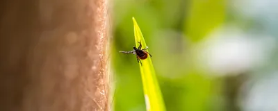 Tick on a leaf, seemingly reaching for a human leg nearby