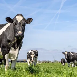 Image of cows grazing in a field with a blue sky above them.