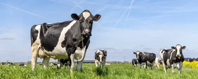 Image of cows grazing in a field with a blue sky above them.