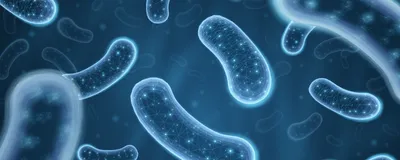 Improving Bacterial Strain Construction with Automation Improving Bacterial Strain Construction with Automation