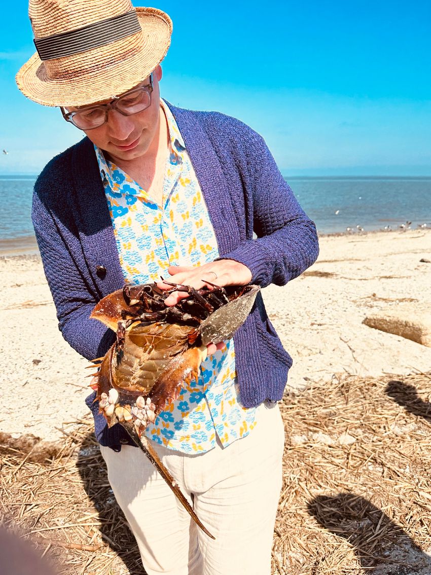 Tim Cernak holds a horseshoe crab on a beach. Tim Cernak holds a horseshoe crab on a beach.