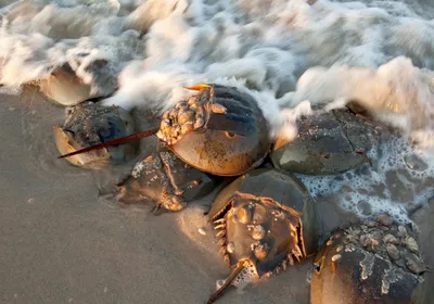 Horseshoe crabs sit in the surf on the beach. Horseshoe crabs sit in the surf on the beach.