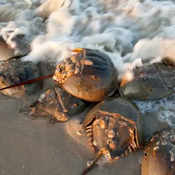 Horseshoe crabs sit in the surf on the beach.
