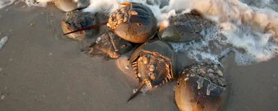 Horseshoe crabs sit in the surf on the beach.