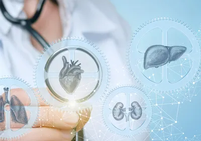 Organoids: A Key Tool for Drug Discovery