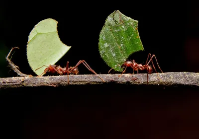 Leafcutter ants carry leaves across a small branch.