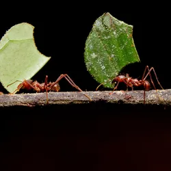 Leafcutter ants carry leaves across a small branch.