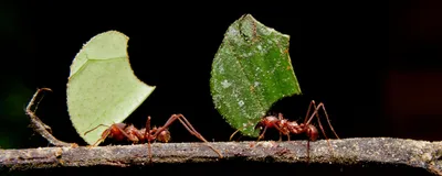 Leafcutter ants carry leaves across a small branch.
