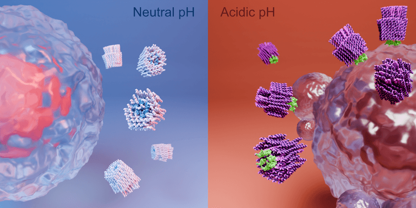 An illustration of DNA nanorobots responding differently in neutral and acidic environments. An illustration of DNA nanorobots responding differently in neutral and acidic environments.
