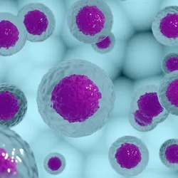 An illustration of cells in culture. An illustration of cells in culture.