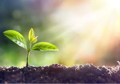 A plant sapling growing in dirt with sunlight shining on its leaves. 