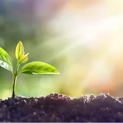 A plant sapling growing in dirt with sunlight shining on its leaves. 