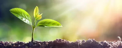 A plant sapling growing in dirt with sunlight shining on its leaves. 